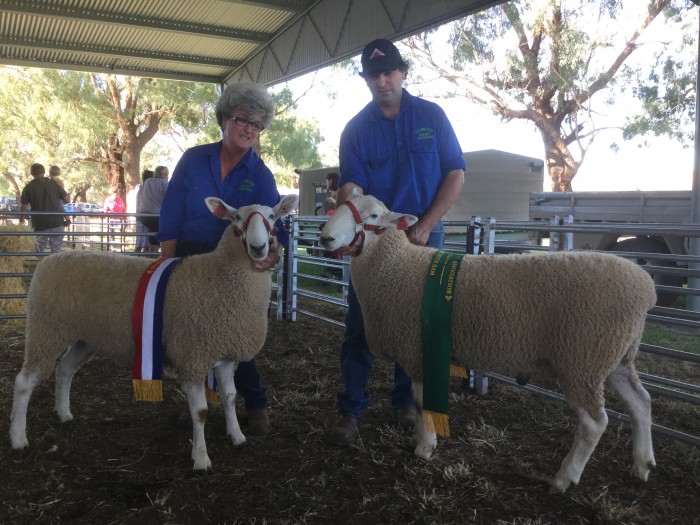 Lynwood Border Leicesters at Dunedoo Show 2016