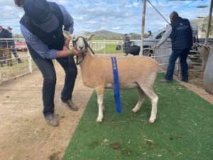 1st in Ewe under on year bare shorn