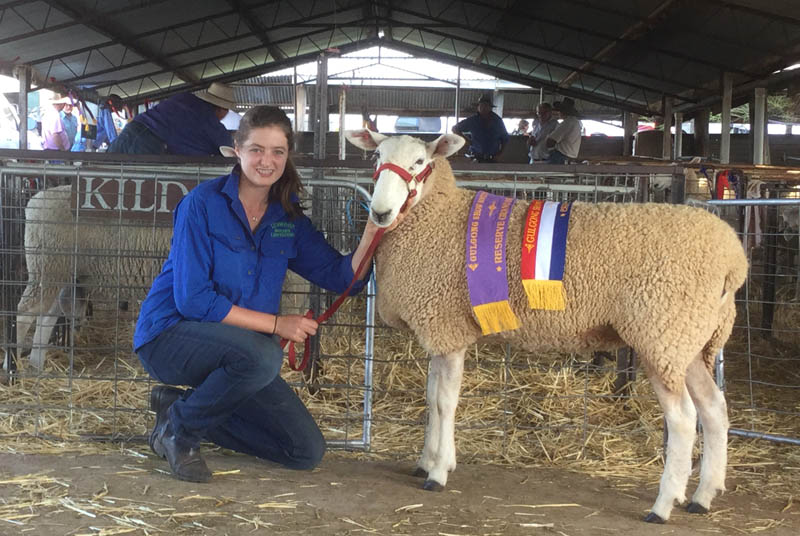 Champion Border Leicester Ewe and Reserve Grand Champion Ewe 2016 Gulgong Show