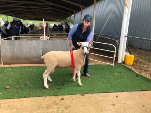 2nd in Ram under one year bare shorn