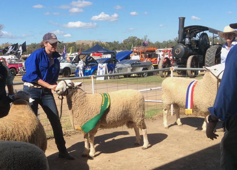 Reserve Champion Border Leicester Ram 2016 Wellington Show