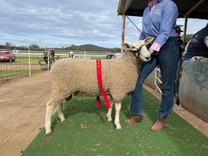 2nd in Ram under one year shorn